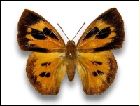 Liphyra brassolis - Learn Butterflies